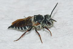 Coelioxys sayi