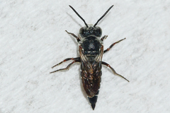 Coelioxys sayi