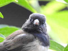 Junco hyemalis