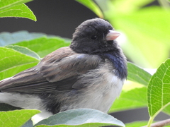 Junco hyemalis