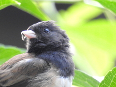 Junco hyemalis