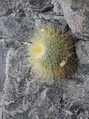 Mammillaria pringlei