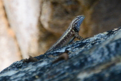Sceloporus licki