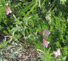 Oenothera canescens
