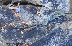 Petrosaurus thalassinus