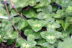 Hepatica