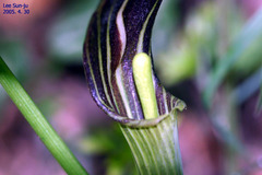 Arisaema amurense