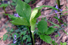 Arisaema amurense