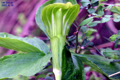 Arisaema amurense