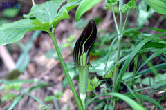 Arisaema amurense