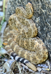 Crotalus mitchellii