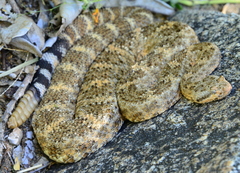 Crotalus mitchellii