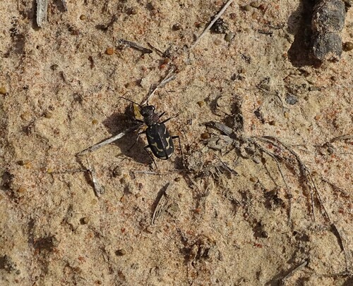 Photo of Lambda Tiger Beetle (Cicindela lurida)