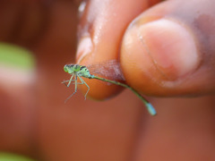 Pseudagrion
