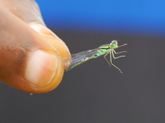 Pseudagrion