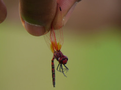 Trithemis arteriosa
