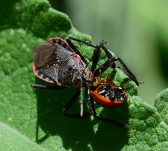 Apiomerus peninsularis