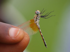Trithemis arteriosa