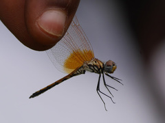 Trithemis arteriosa