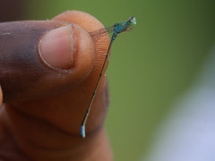 Pseudagrion glaucum