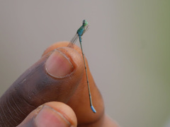 Pseudagrion glaucum