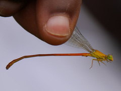 Ceriagrion