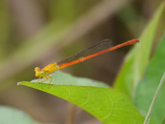 Ceriagrion
