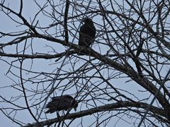 Corvus brachyrhynchos