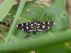 Bocchoris inspersalis
