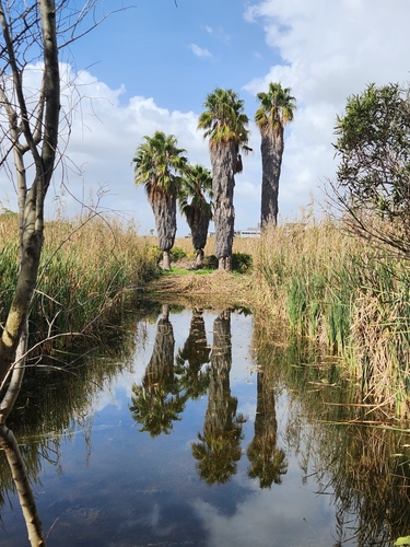 Washingtonia robusta iNat (3)