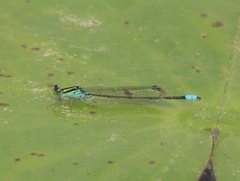 Pseudagrion