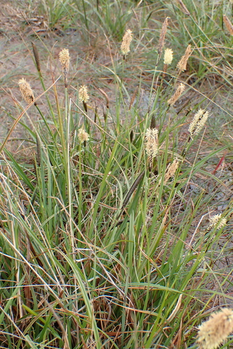 Image of Carex binervis by no rights reserved