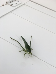 Philophyllia guttulata