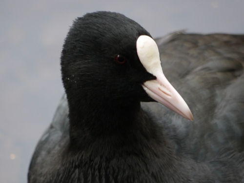 Foto de Eurasian Coot