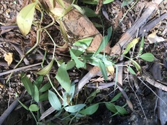 Tradescantia peninsularis