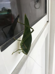 Philophyllia guttulata