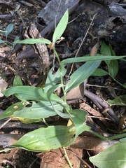 Tradescantia peninsularis