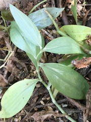 Tradescantia peninsularis
