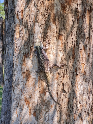 Southern Tree Agama