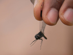 Brachythemis leucosticta