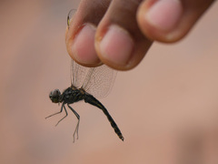 Brachythemis leucosticta