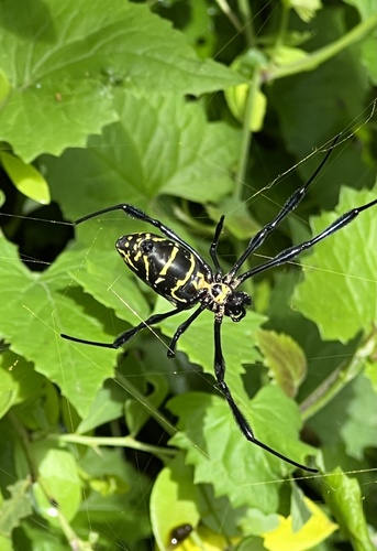 Trichonephila turneri