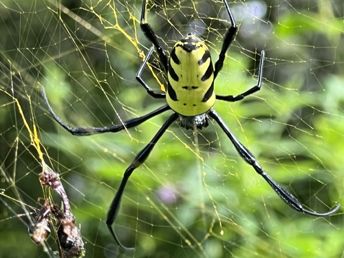 Trichonephila turneri