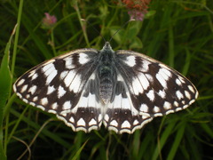 Melanargia russiae