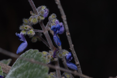 Coleus graveolens