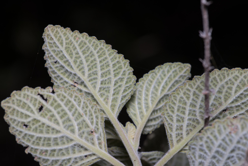 Coleus graveolens, photograph 1
