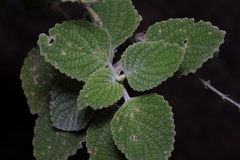 Coleus graveolens, photograph Bruce Cathie, CC BY, iNaturalist via GBIF
