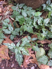 Lamium galeobdolon flavidum