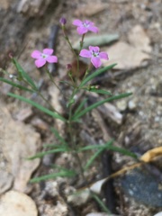 Stenotis asperuloides