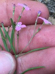 Stenotis asperuloides